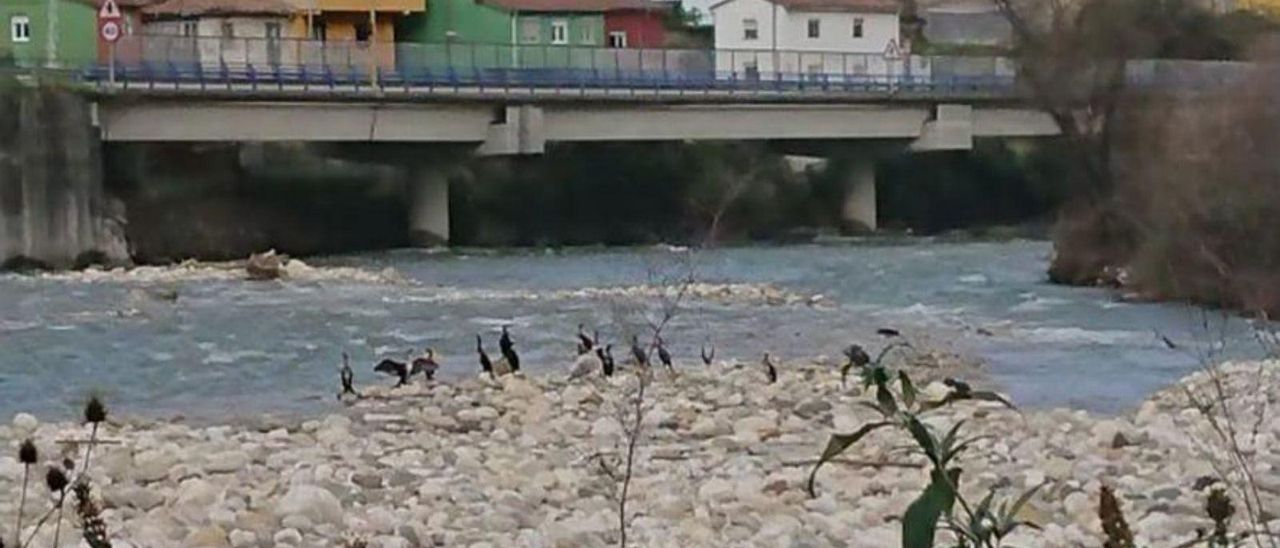 Un grupo de cormoranes descansa en un río allerano. | L. Camporro