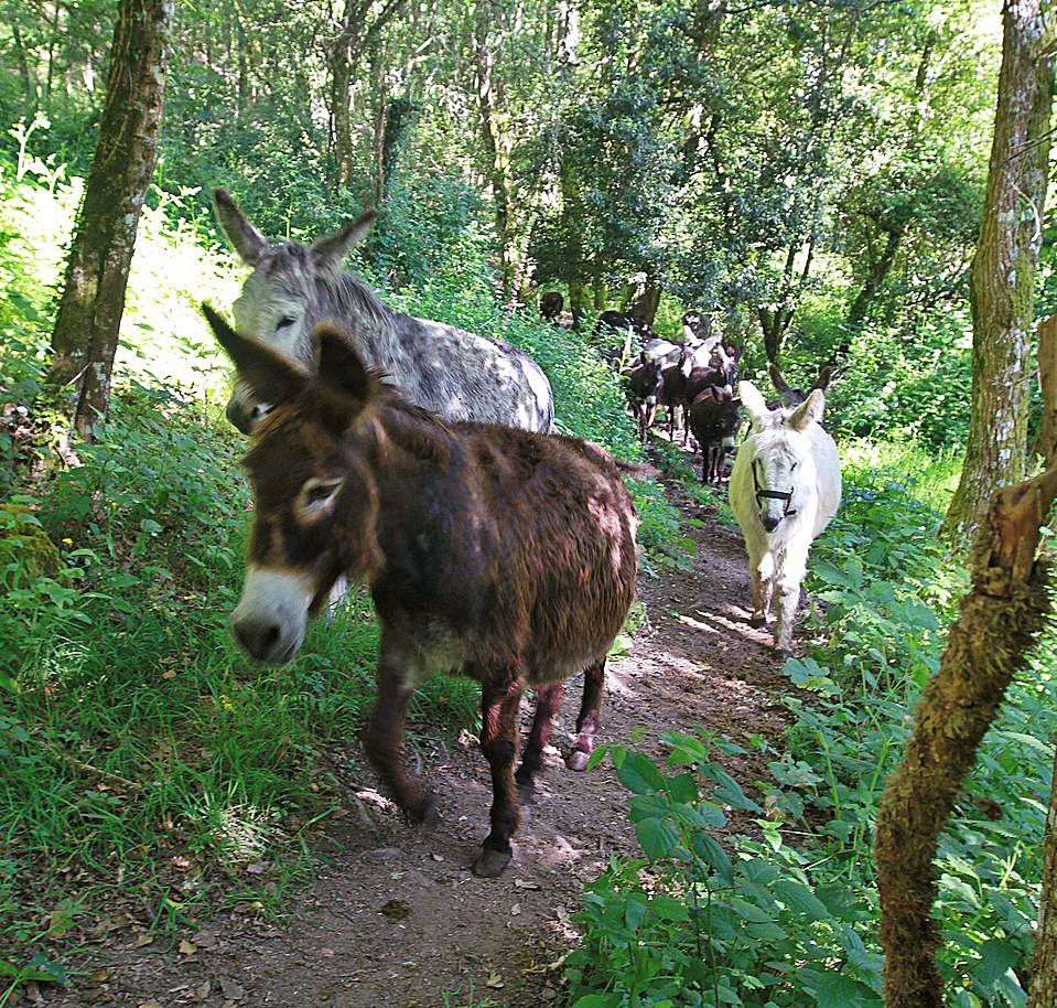 La manada, de camino a sus zonas de pasto en la Reserva de la Biosfera. // I. OSORIO