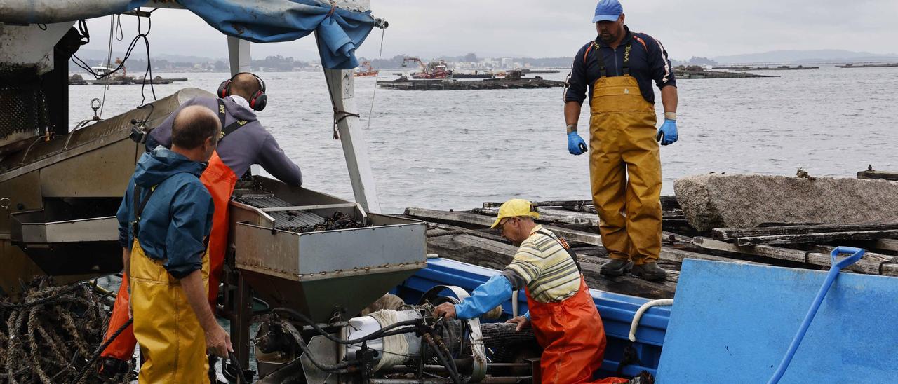 Trabajos de desdoble en una batea de mejillón de la ría de Arousa, donde estos viveros ayudan a aumentar la producción de pescados y mariscos, según la DOP Mexillón de Galicia.