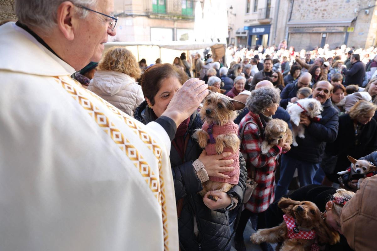 Fotogalería | Así se ha vivido la bendición de las mascotas cacereñas por San Antón
