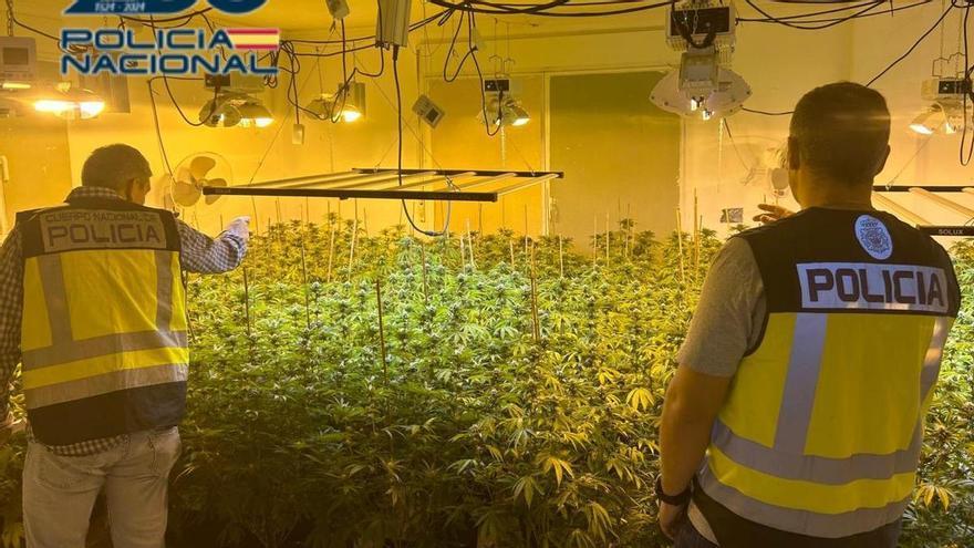 Del blanqueo de capitales a la plantación industrial de marihuana: descubren 444 plantas en un chalé de Jacarilla