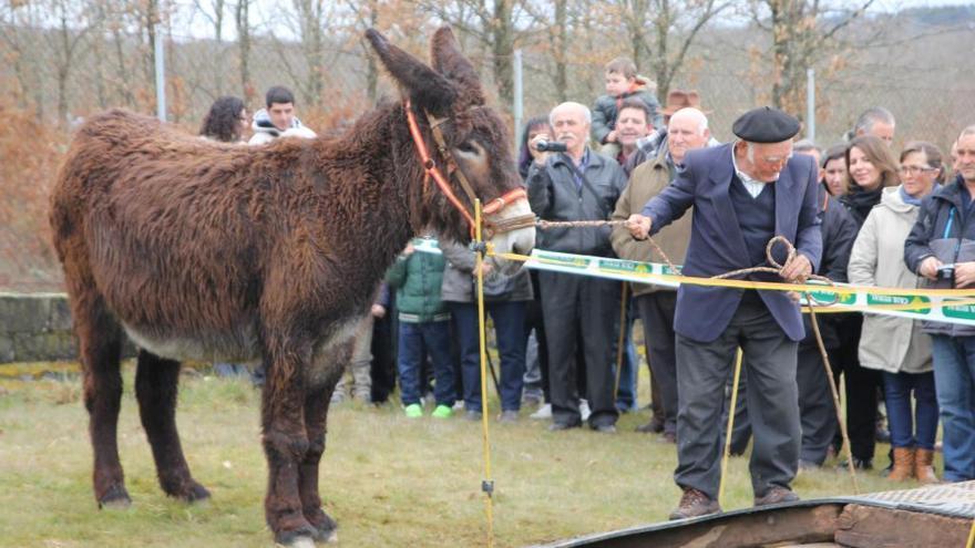 Un hombre con un burro en San Vitero