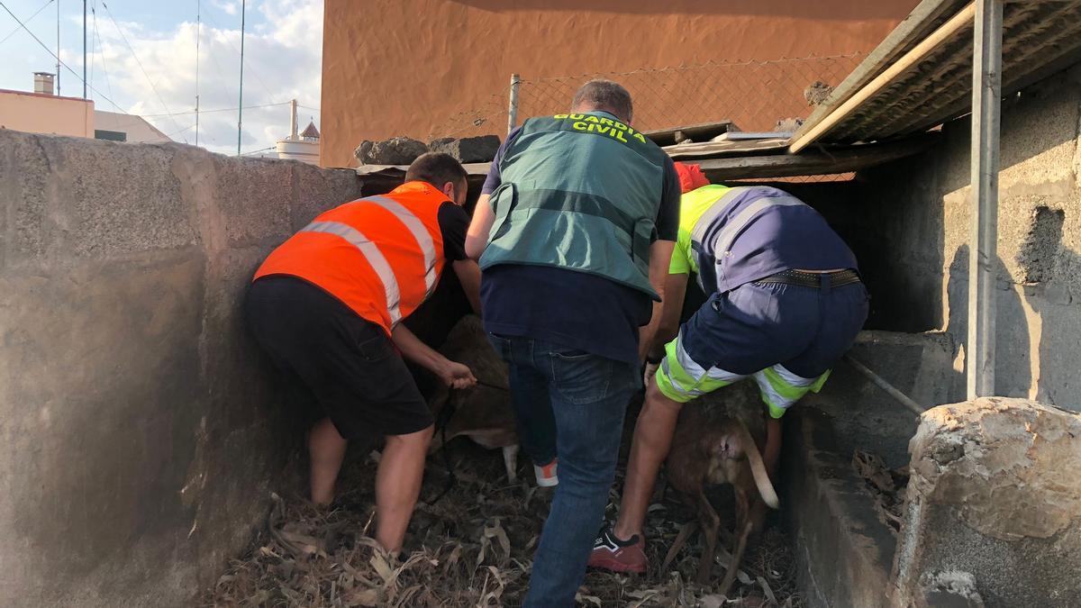 La Guardia Civil rescata animales ante la inminente llegada de la colada a las fincas de La Palma