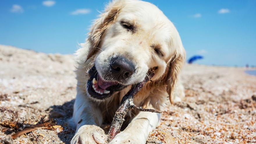 Estos son los nombres de perro más populares en Andalucía