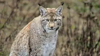 Suecia autoriza la mayor caza de linces de su historia