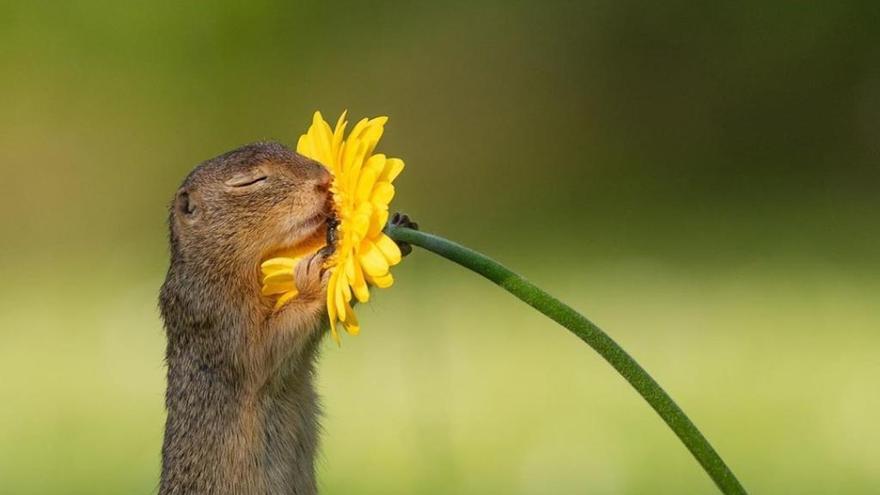 Les imatges virals d&#039;un esquirol olorant una flor