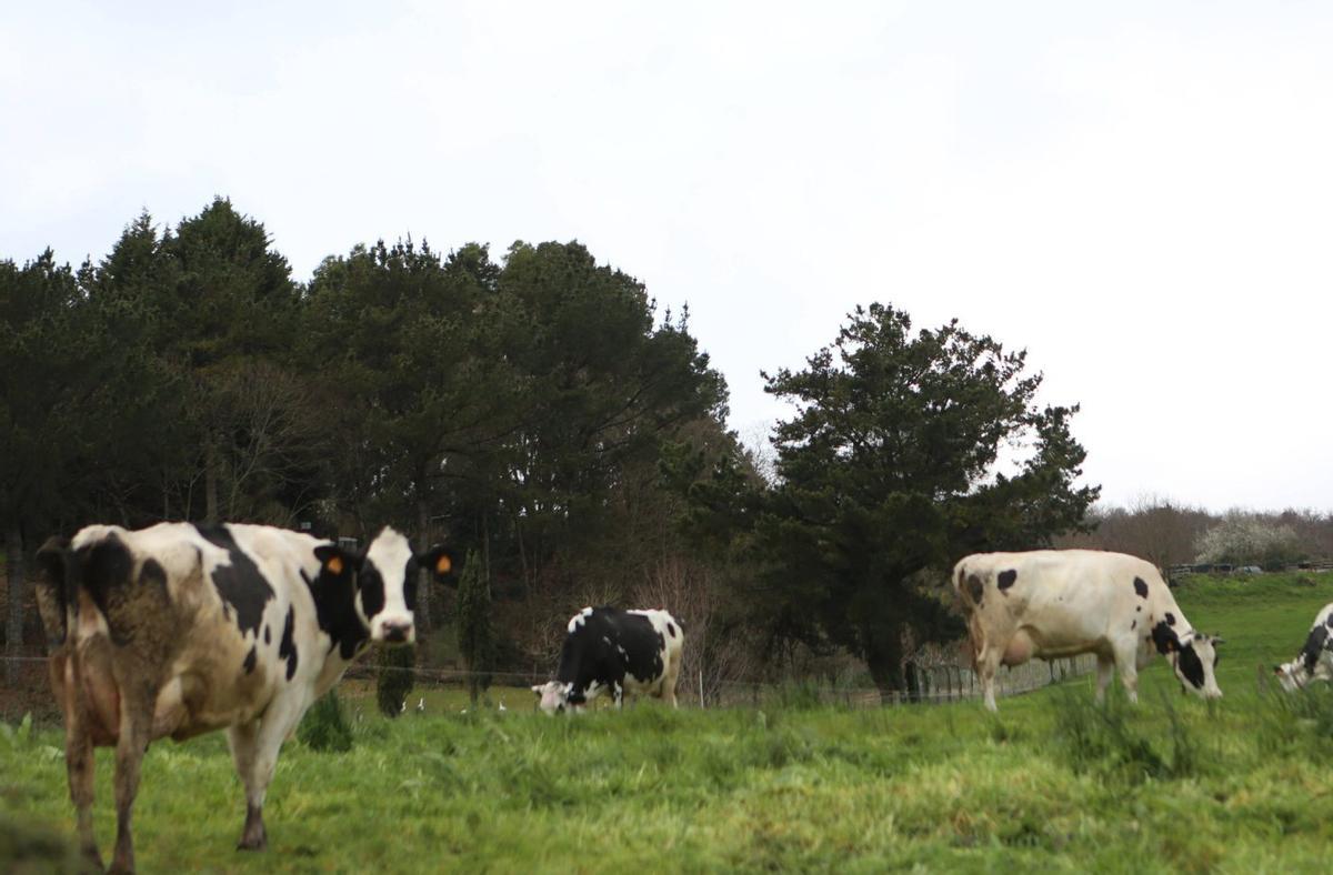 Vacas en una explotación de Escuadro, en Silleda. | BERNABÉ/AMANDA CASTRO