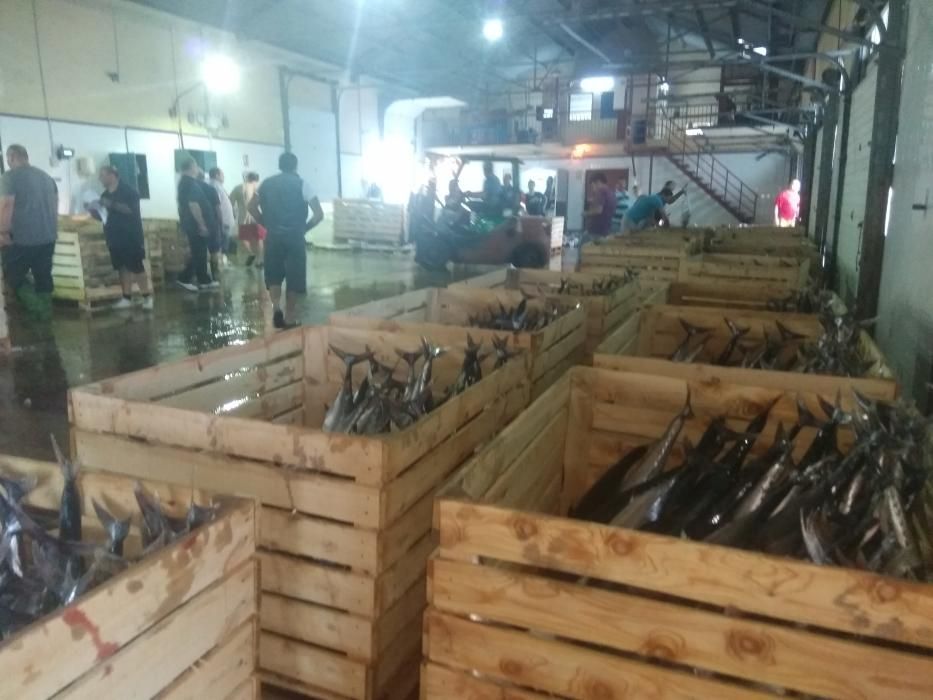 Las flotas de cerco de Murcia, Almería y Alicante han capturado 30.000 kilos de bacoretas que se han vendido en la lonja de Torrevieja
