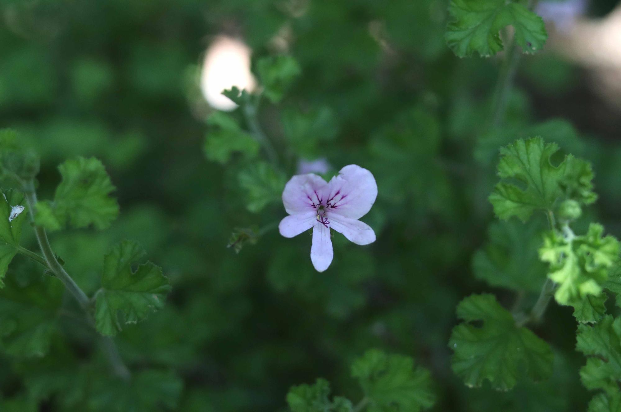 Las flores del Jardín Botánico en primavera