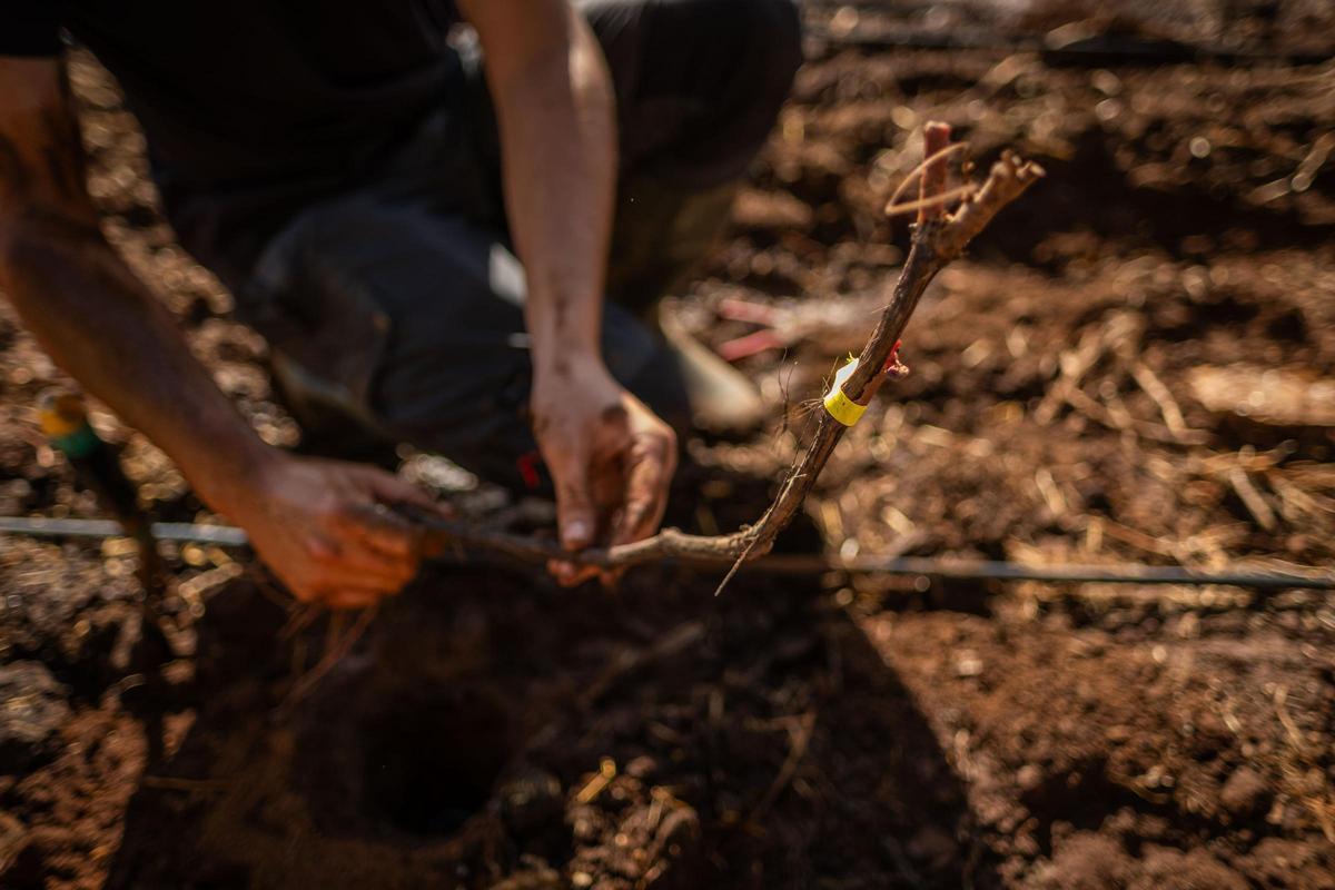 El consejero de Agricultura, Ganadería, Pesca y Soberanía Alimentaria del Gobierno de Canarias, Narvay Quintero, visita una finca en Los Baldíos, donde el Ejecutivo canario, en colaboración con viticultores de las Denominaciones de Origen Protegidas de Vino de las islas, desarrolla un proyecto piloto con patrones americanos de viña para evaluar su resistencia a la filoxera