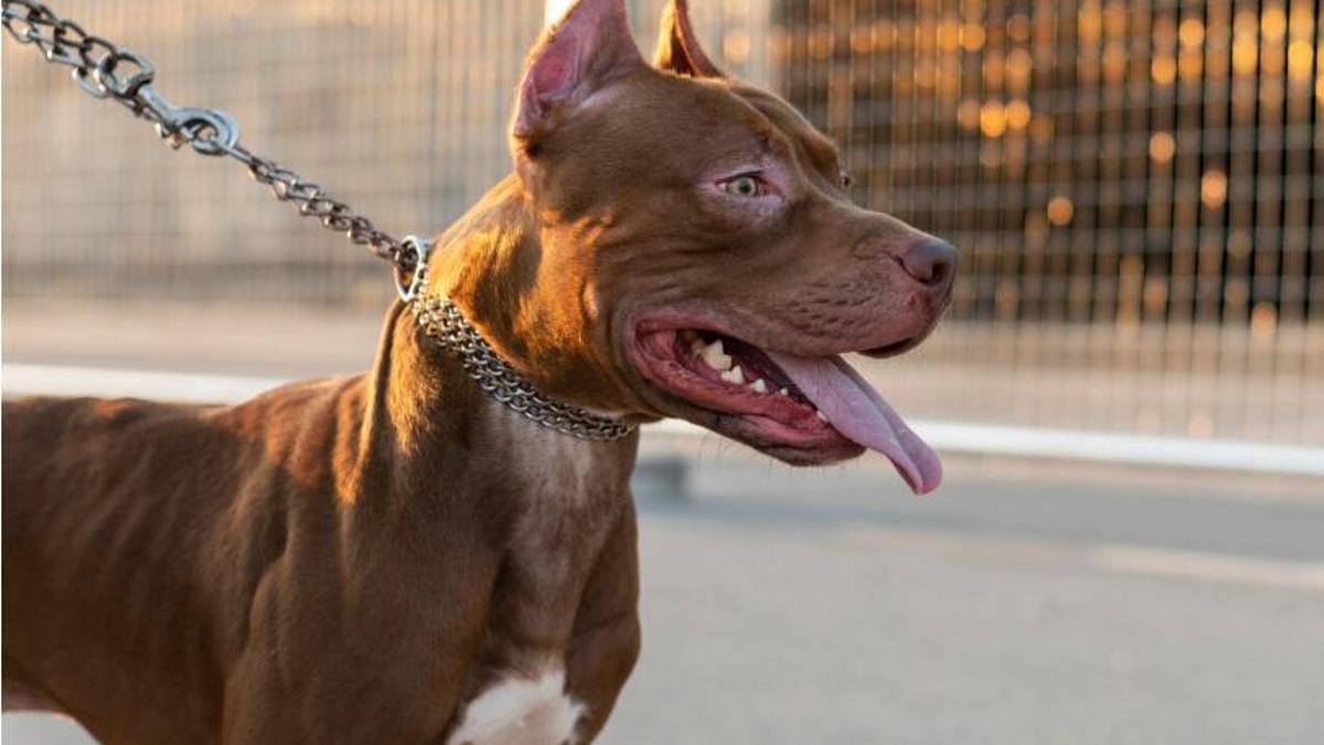 Compte amb aquestes races