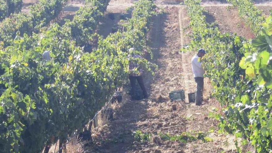 Dos jornaleros recogen uva en una parcela de la DO Toro.