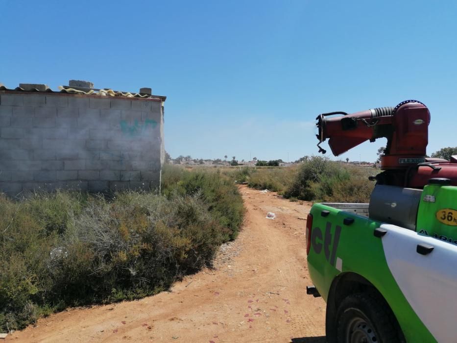 El Ayuntamiento despliega un plan de choque contra los mosquitos que este año es más intensa tras un largo periodo de lluvias primaverales que ha anegado las orillas de la laguna de Torrevieja