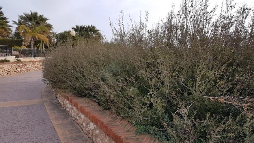 Una microrreserva de flora que se marchita