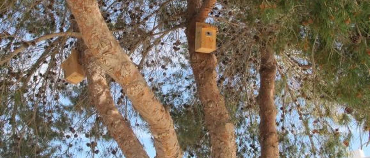 Tavernes instala cajas-nido para atraer nuevas especies y reducir las plagas de insectos