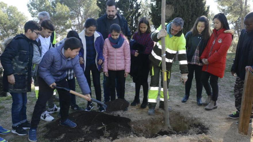 Imatge del moment de plantar els arbres