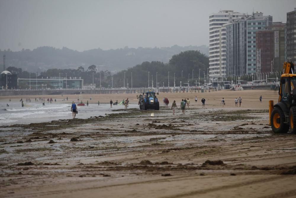 Recogida de ocle en la playa de San Lorenzo de Gijón