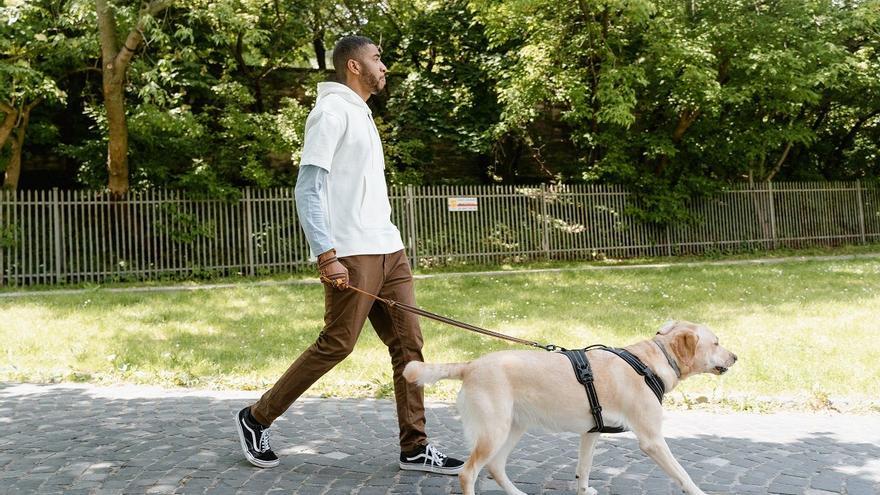 6 tipos de correas para perros que debes conocer (y cuál es la mejor para tu perro)