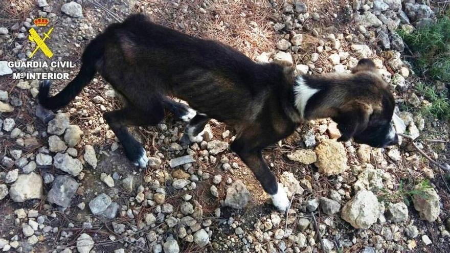 Un hombre irá a juicio por maltrato tras dejar a su perro desnutrido