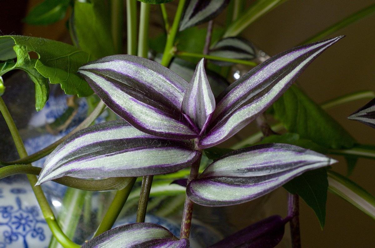 Amor de hombre: los cuidados que necesita esta planta.