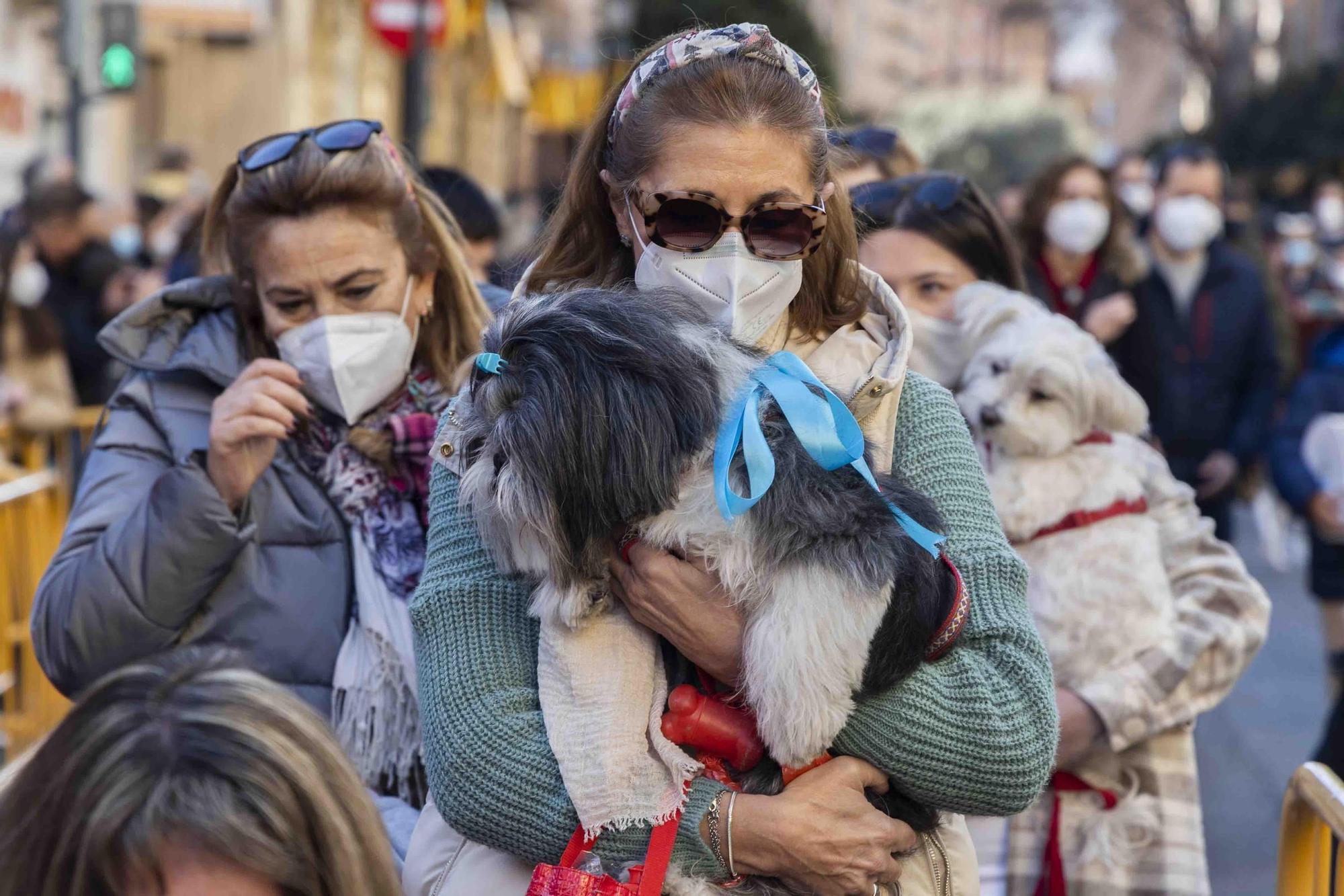 Búscate en la bendición de animales de Sant Antoni