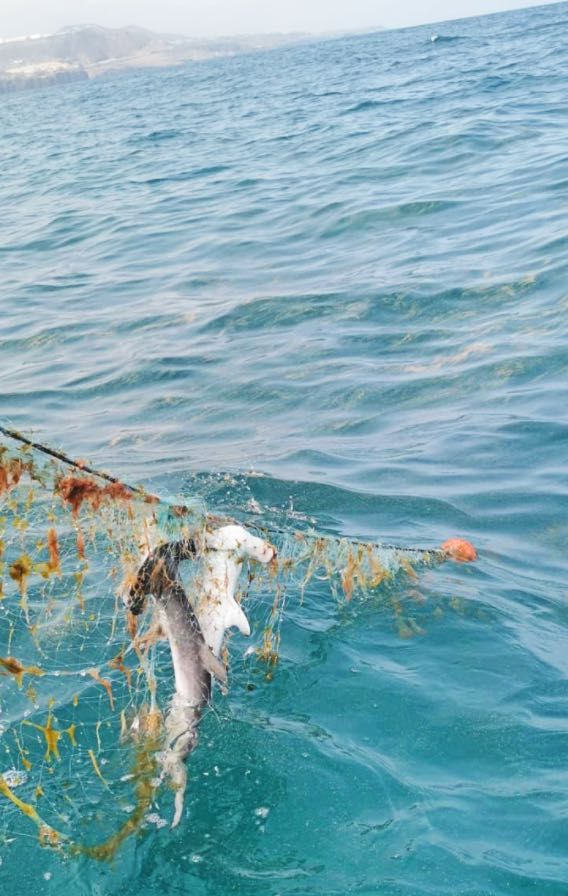 Tiburones martillo localizados en Las Canteras