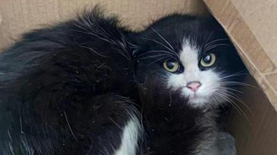 Seis gatos perdidos en la capital buscan un hogar - La Provincia
