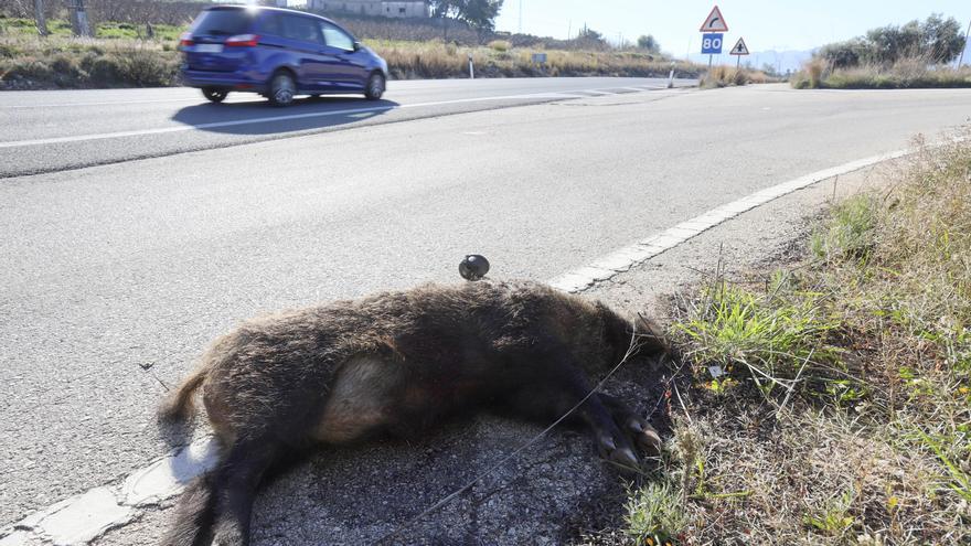 El Gobierno descarga en los municipios la gestión de los animales atropellados