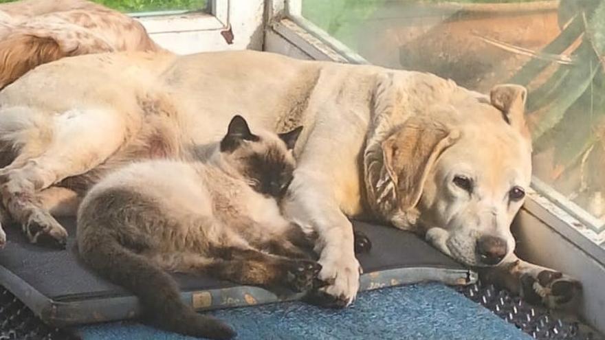 Lleva a su gata a una clínica de Vigo para castrarla y resulta ser un macho: «Aún así, le rasgó el vientre; me robó y me estafó»