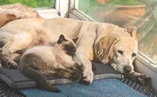 Lleva a su gata a una clínica de Vigo para castrarla y resultó ser un macho: «Aún así, le rasgaron el vientre; pienso denunciar»