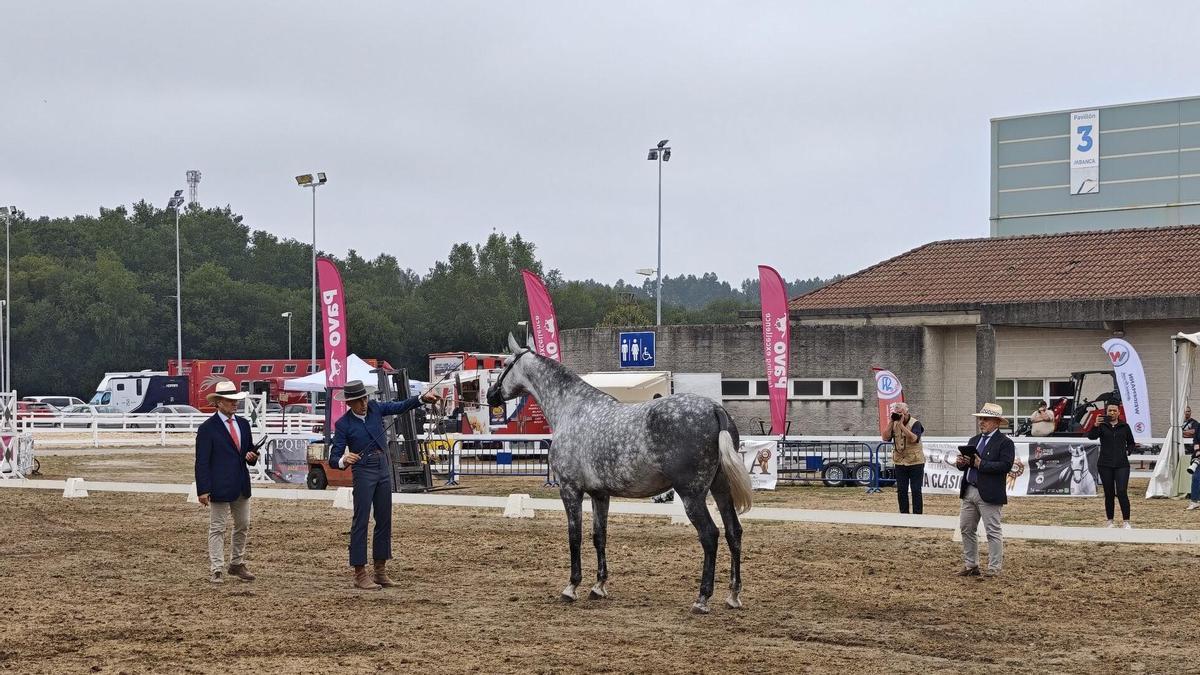Una de las competiciones de Equina.