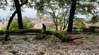 El jefe de Parques e Xardíns: "Na Alameda de Santiago resistiron o temporal árbores moito máis vellas que as que caeron"