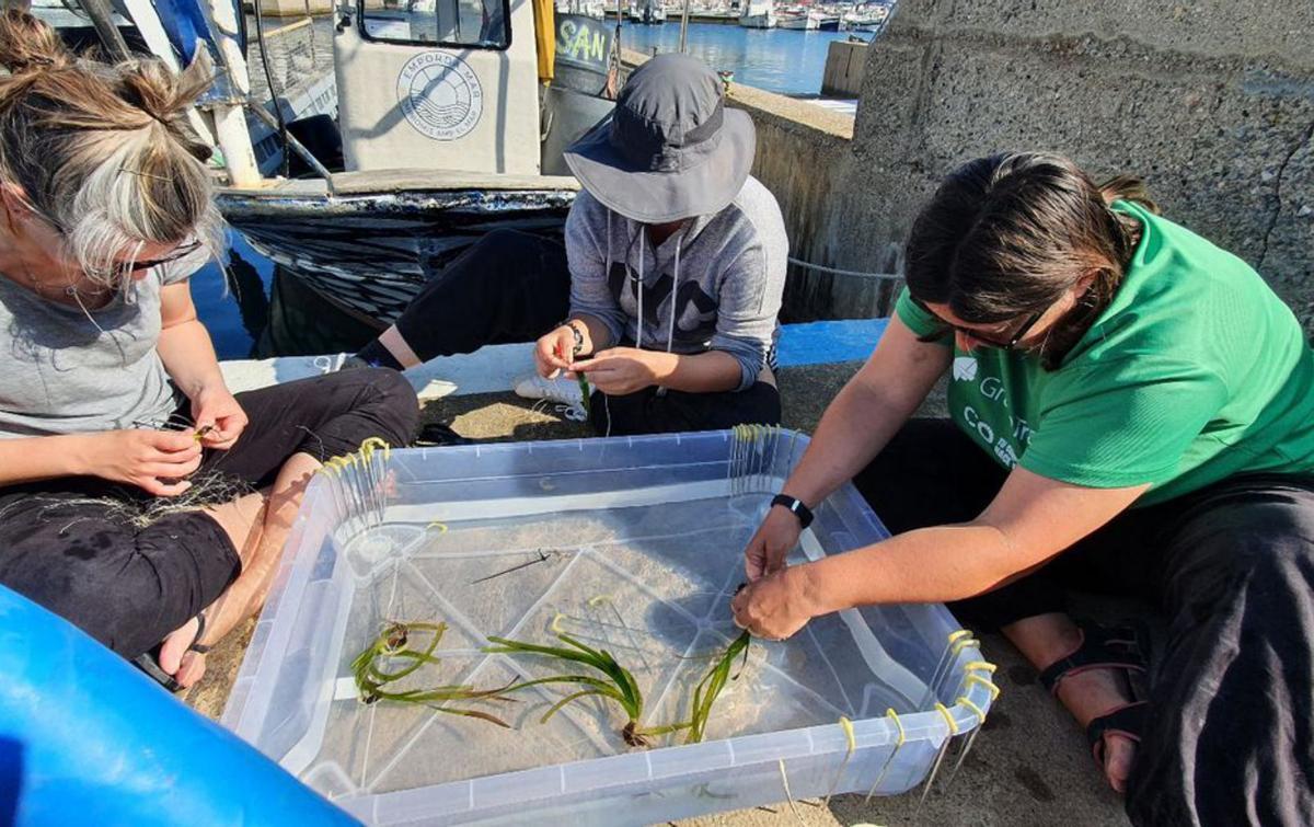 Preparació de la posidònia per replantar-la. | EMPORDÀ MAR