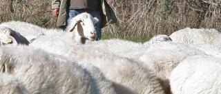 El titular de unas tierras acusa a un ganadero de causar daños con sus ovejas