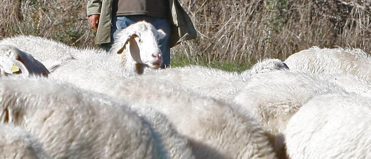 Un rebaño de ovejas de la provincia de Zamora.
