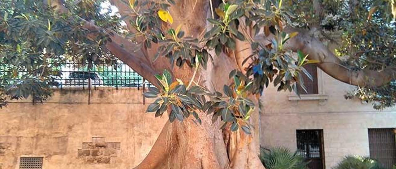 Ficus del Jardí de la Misericòrdia.