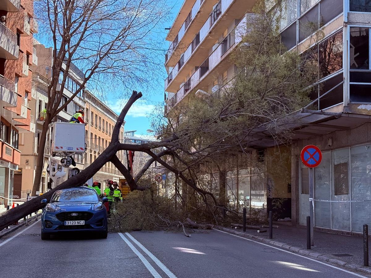 L'arbre a sobre del cotxe a la ronda Ferran Puig de Girona.