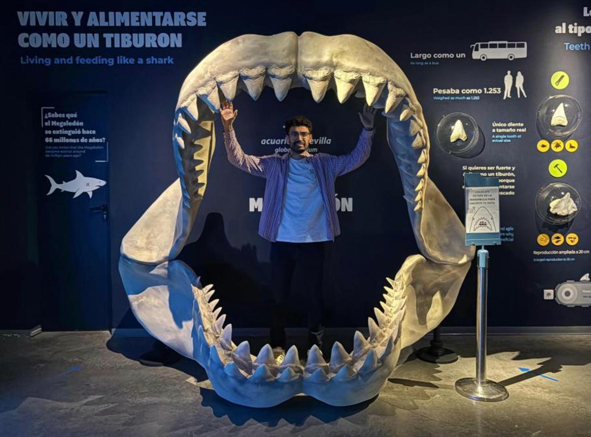 Reproducción de la mandíbula de un Megalodón disponible en el Acuario de Sevilla.
