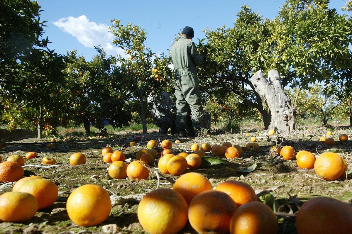 Efectos del viento en una finca citrícola de Castellón.