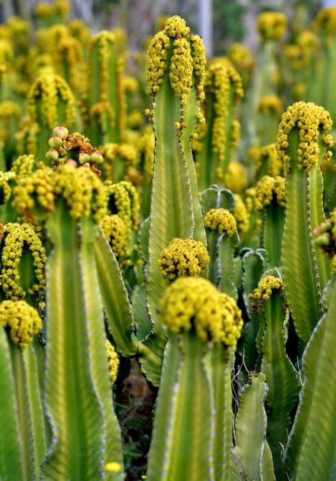 01/03/2019 MONTAÑA LOS VELEZ, AGÜIMES. Plantas para exportación de Viveros El Rosal. SANTI BLANCO