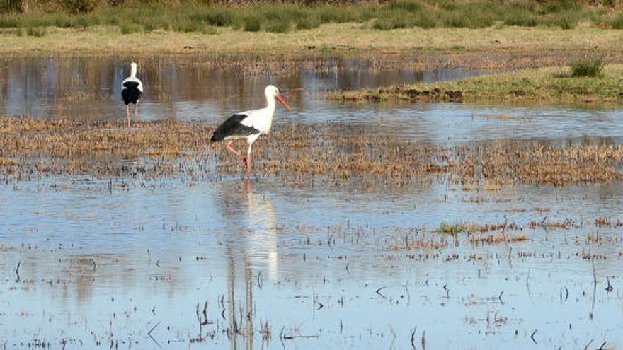 Els Aiguamolls, en situació crítica per la manca d&#039;aigua i aus a causa de la sequera