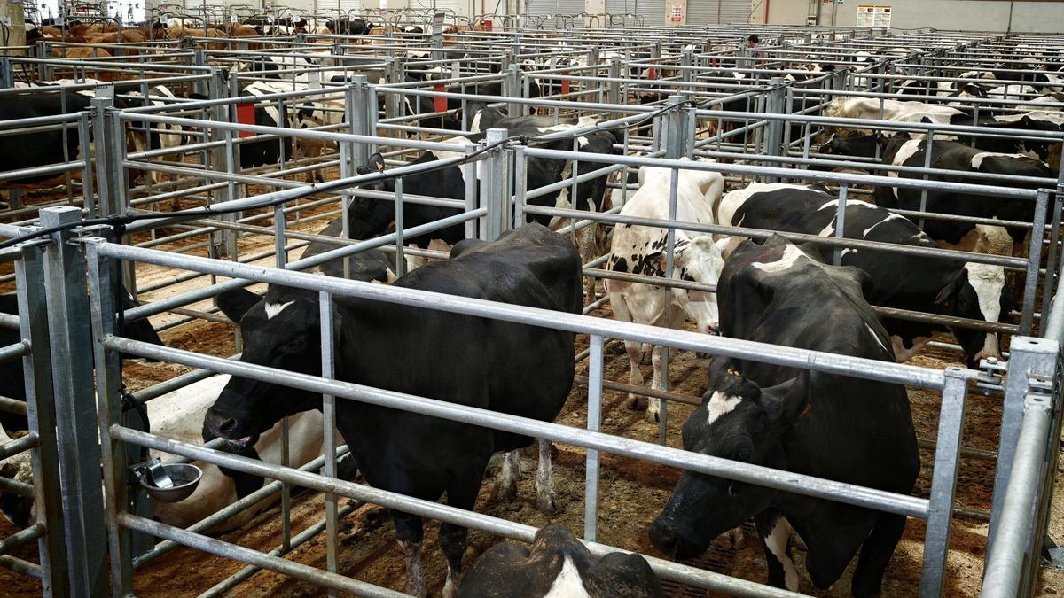 Ejemplares de vacuno mayor este martes en Silleda