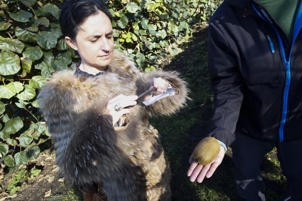 La recogida del kiwi en Pravia