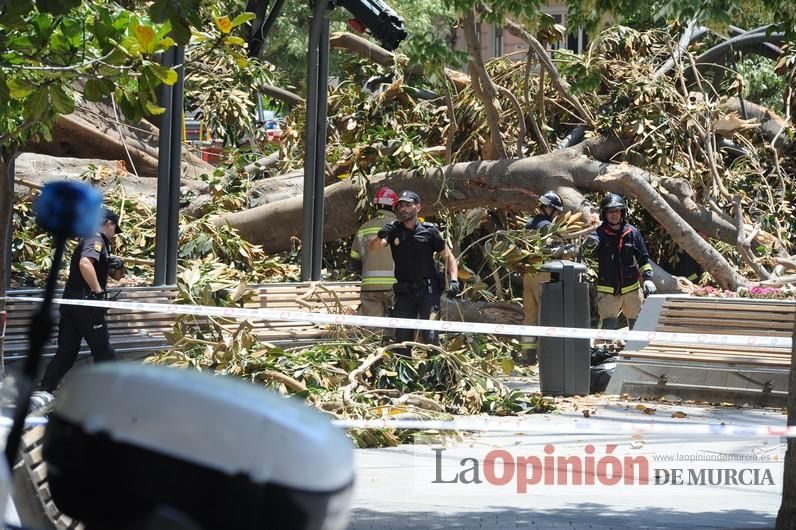 Cae parte del ficus de Santo Domingo en Murcia