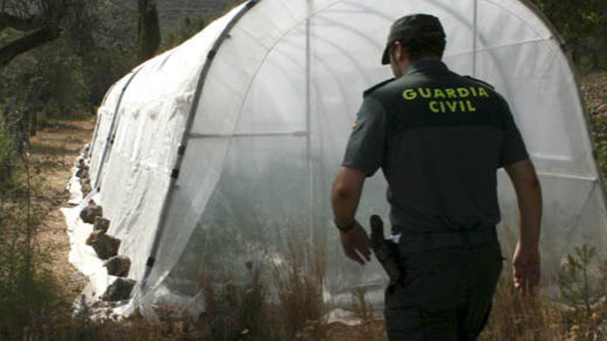 La guardia civil inspecciona la plantación hallada