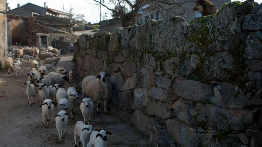 Un perro vigila (sobre el muro) corderos y ovejas de José Silvo, en Fornillos, el pasado año.