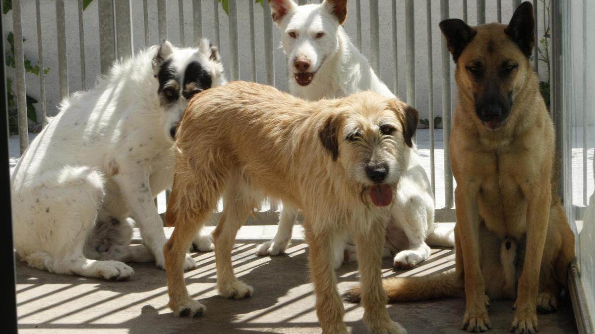 Perros en una protectora de animales.