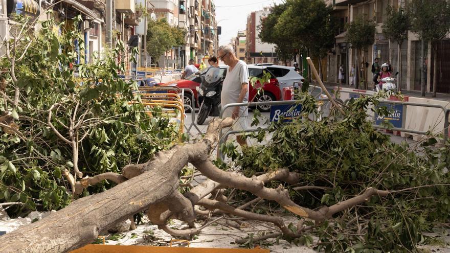 Arrancan árboles en la zona de obras de la Avenida de Jijona y Maestro Alonso