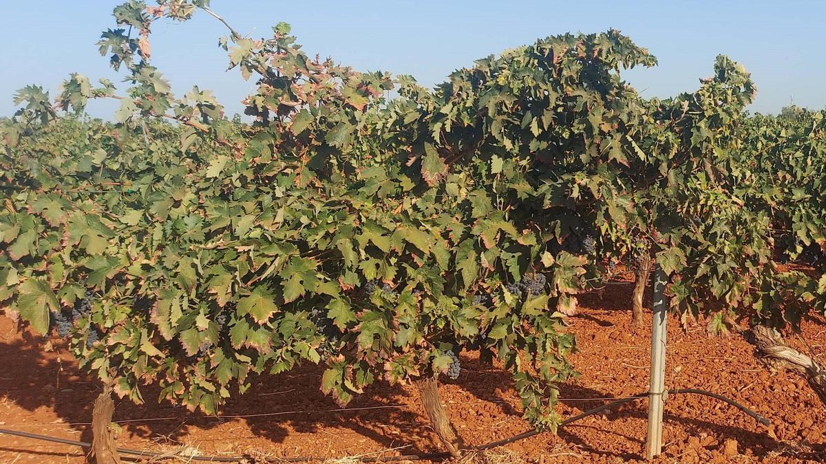 Zona de viñedos en Tierra de Barros.