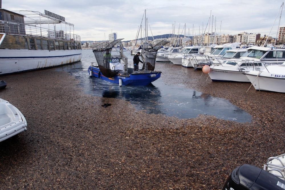 Tasques per retirar la biomassa al port de Palamós